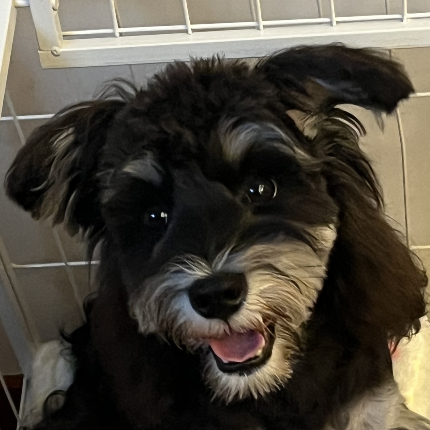 Pet